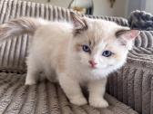 Ragdoll kačiukai (Skudurinės lėlės) Regdolai - nuotraukos Nr. 3