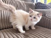 Ragdoll kačiukai (Skudurinės lėlės) Regdolai - nuotraukos Nr. 6