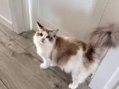 Ragdoll kačiukai (Skudurinės lėlės) Regdolai - nuotraukos Nr. 9