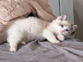 Ragdoll kačiukai (Skudurinės lėlės) Regdolai - nuotraukos Nr. 4