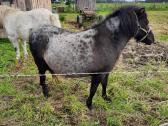 Parduodamos poni kumelaites - nuotraukos Nr. 6
