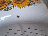 Tarybinis koštuvas saulėgrąžų motyvais - nuotraukos Nr. 12