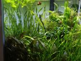 Aquael Shrimp Set Duo D&n 49l - nuotraukos Nr. 3