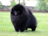 Parduodamas Pomeranijos špicų patinėlis - nuotraukos Nr. 5