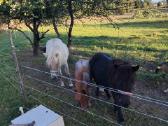 Parduodu poni kumele ir kumelaite - nuotraukos Nr. 2