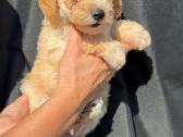 Maltipoo trys berniukai ir dvi mergaites - nuotraukos Nr. 2