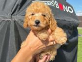 Maltipoo trys berniukai ir dvi mergaites - nuotraukos Nr. 3