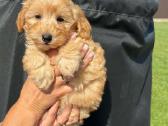 Maltipoo trys berniukai ir dvi mergaites - nuotraukos Nr. 4