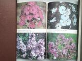 Daugiametės gėlės, Ankstyvosios d, Vazoninės, Flio - nuotraukos Nr. 18