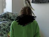 Parduodu nimfas su narvu ir priedais - nuotraukos Nr. 9
