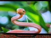 Sony Kd55ag8 Oled televizorius - nuotraukos Nr. 2