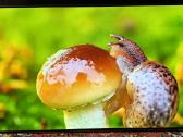 Philips 55oled805/12 naudotas televizorius - nuotraukos Nr. 2