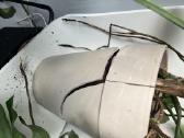 Dovanojama monstera - nuotraukos Nr. 3
