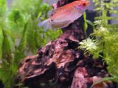 Atiduodu Trichopodus trichopterus - nuotraukos Nr. 2