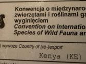 Leopardinis vėžlys, - nuotraukos Nr. 4