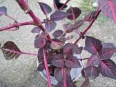 .Iresine herbsti 'Bloodleaf' - nuotraukos Nr. 2