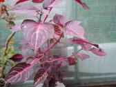 .Iresine herbsti 'Bloodleaf' - nuotraukos Nr. 3