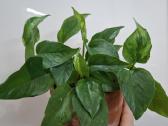 Epipremnum Jungle Star - nuotraukos Nr. 2