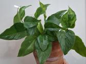 Epipremnum Jungle Star - nuotraukos Nr. 3
