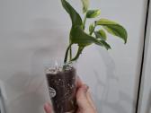 Epipremnum aureum 'Manjula Poonsin - nuotraukos Nr. 2