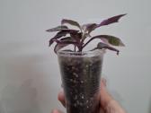 Ginura variegata - nuotraukos Nr. 2