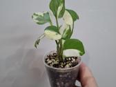 .Epipremnum Pearl and Jade - nuotraukos Nr. 2