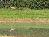 1,33ha sklypas prie Šiaulių jūros - nuotraukos Nr. 35
