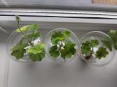 Pelargonijos daigai (Millfield rose) - nuotraukos Nr. 2