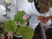 Pelargonijos daigai (Millfield rose) - nuotraukos Nr. 3