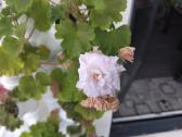 Pelargonijos daigai (Millfield rose) - nuotraukos Nr. 4