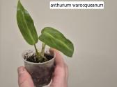 Visi augalai iki 5€ - nuotraukos Nr. 4