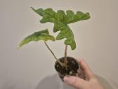 Visi augalai iki 5€ - nuotraukos Nr. 5