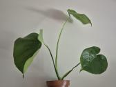 Visi augalai iki 5€ - nuotraukos Nr. 6