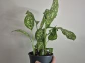 Visi augalai iki 5€ - nuotraukos Nr. 9