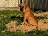 Presa canario.liko berniukas ir mergaite - nuotraukos Nr. 2