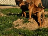 Presa canario.liko berniukas ir mergaite - nuotraukos Nr. 3