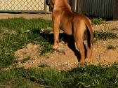 Presa canario.liko berniukas ir mergaite - nuotraukos Nr. 4