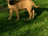 Presa canario.liko berniukas ir mergaite - nuotraukos Nr. 6
