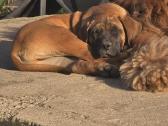 Presa canario.liko berniukas ir mergaite - nuotraukos Nr. 7