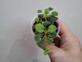 Episcia Alsobia - nuotraukos Nr. 2