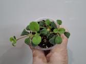 Episcia Alsobia - nuotraukos Nr. 3