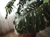 Parduodamos kambarinės geles - nuotraukos Nr. 3