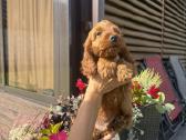 Cockapoo du berniukas - nuotraukos Nr. 3