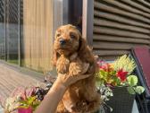 Cockapoo du berniukas - nuotraukos Nr. 2