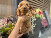 Cockapoo du berniukas - nuotraukos Nr. 4