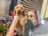 Cockapoo du berniukas - nuotraukos Nr. 5