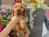 Cockapoo du berniukas - nuotraukos Nr. 6