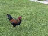 Parduodami gaidžiai - nuotraukos Nr. 2