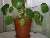 Pilea peperomioides - nuotraukos Nr. 2