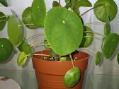 Pilea peperomioides - nuotraukos Nr. 3